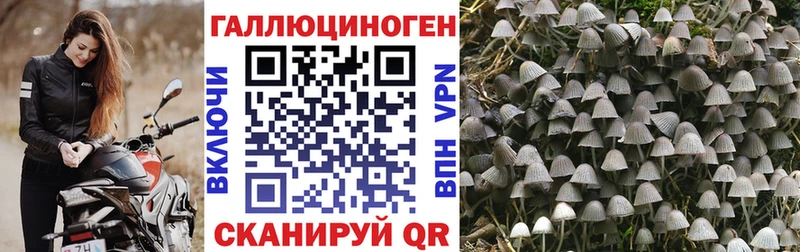 Галлюциногенные грибы Psilocybine cubensis  Хилок 